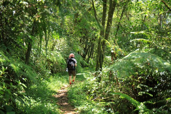 【淡蘭中路】崩山坑~虎豹潭古道 | 單日健行好去處1023771