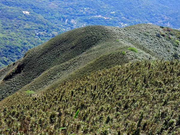 2026年臺北大縱走第二段：二子坪至小油坑3029496
