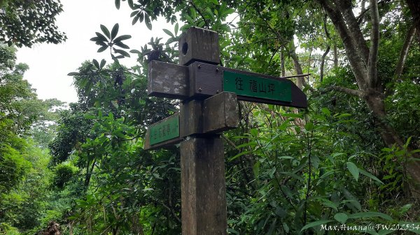 《台中》觀九九峰｜霧峰青桐林生態步道群202511092932234