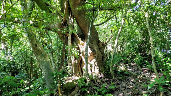 梅竹蹊山,麻竹坑山,苕谷瀑布,蝙蝠山2883310