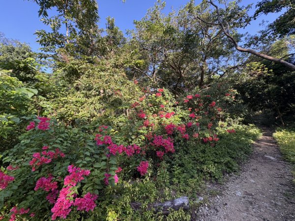 20251115壽山步道(元亨寺免費停車啟登)2938475