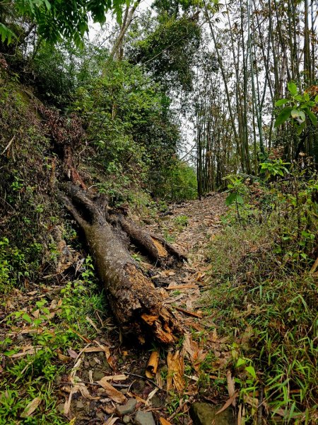 西阿里關山-小百岳#66-高雄市甲仙區2749993