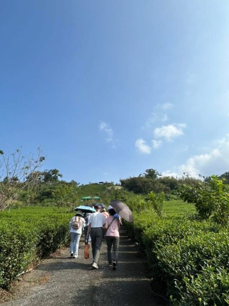 ［竹山］山坪頂茶山七星步道2909672
