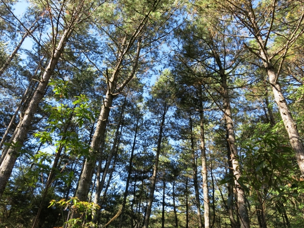 雲端上的羅馬假期24622