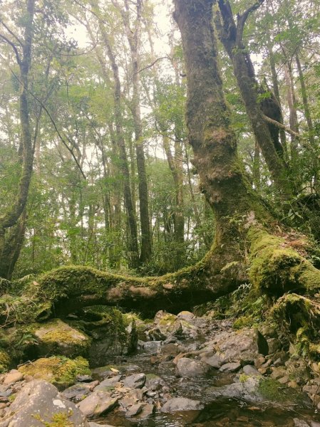 雨神山友：終於中籤的北插天山539968