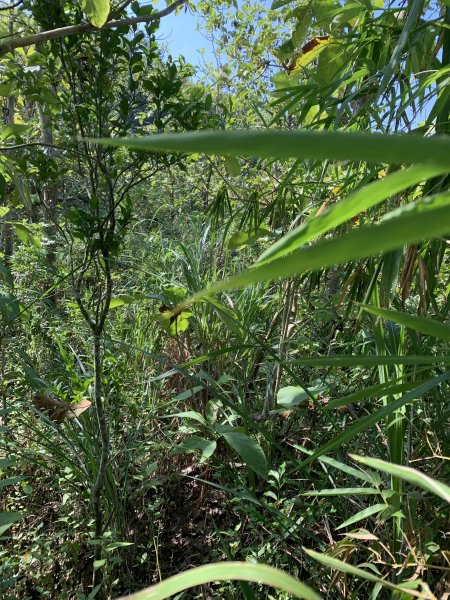 20251115台南大尖山2938088