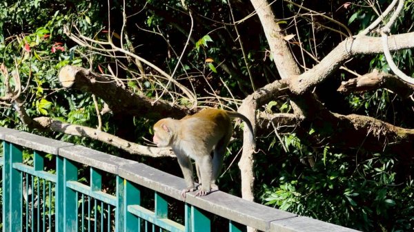🌈12/21(日)落雨松紅了~日月潭環湖精華段✨FB：熊熊趴爬走🌈2967386