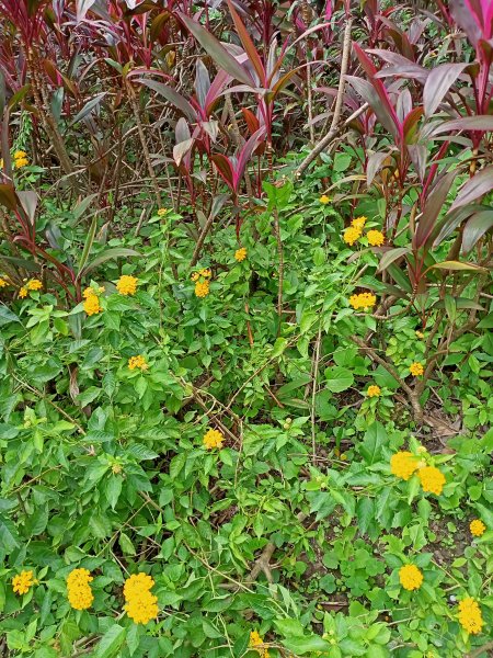 內湖文德三號公園、瑞陽公園《花之饗宴》1903229