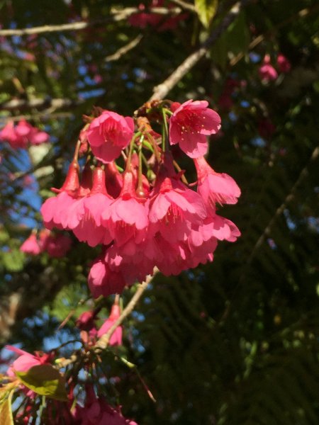 20210206高雄二集團山及櫻花公園1262865