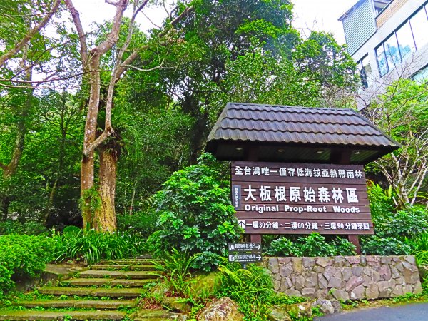 台灣阿凡達奇幻森林國度：大板根森林步道551286