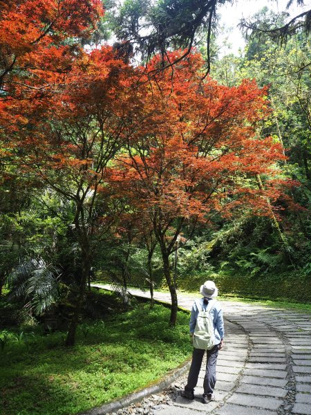 《宜蘭》北橫明珠｜明池國家森林遊樂區201805192889297