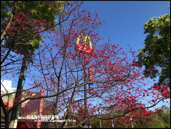 桃園。中壢莒光公園八重櫻熱烈綻放中856103