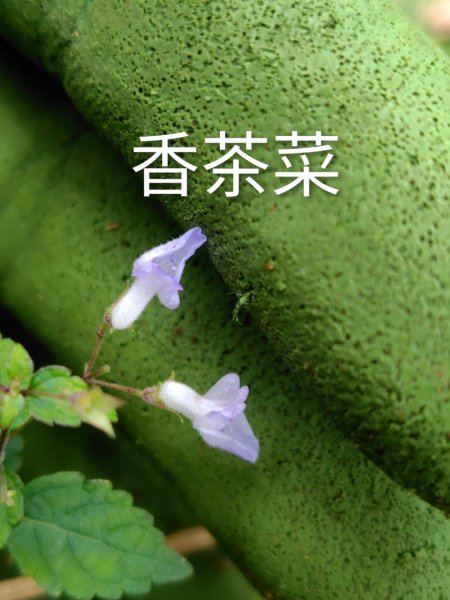 渭水之丘 烘爐地山 抹茶山 三角崙山2938724