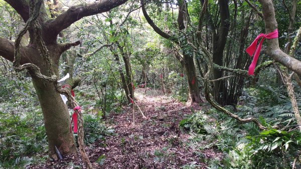 ✅糞箕湖古道(雙線)-新向天池山西南稜-向天池山 (古道再開新徑銜接.北穿直上881.全段修徑開通)2483598