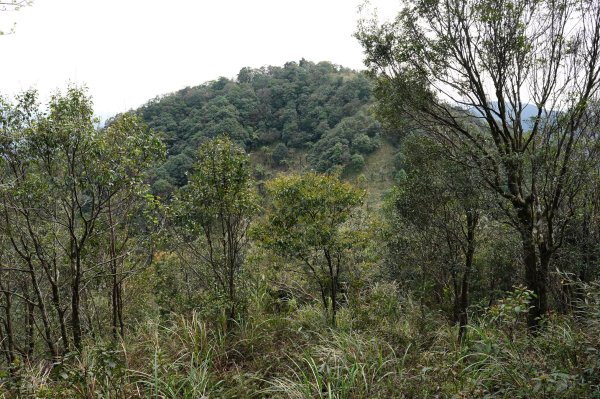 新北 烏來 大桶山、火燒樟山2728790