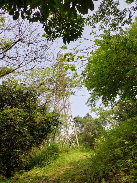 大棟山縱走(鶯歌上山佳下)1319281