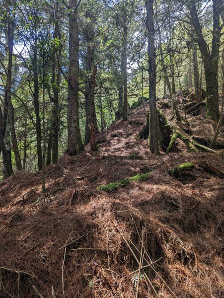 廢棄的伐木時期聚落「巒安堂」。陡下膝軟的「西巒大山」2137051