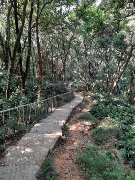 《彰化》田中森林登山步道O型202011221179761