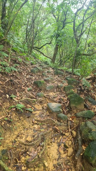 2025-01232淡蘭古道北二段(燦光寮古道到澳底)2696620