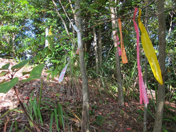 四壯士神木步道x阿冷山(北北峰)787463