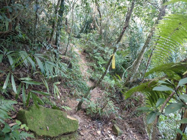 大橫屏山(小百岳#45)1498568