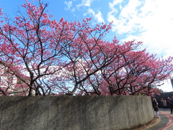 ［平菁街櫻花巷］（2024/1/29）（寒櫻）（福爾摩沙櫻）2417238