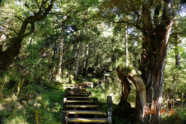 宜蘭 大同 太平山森林遊樂區 檜木原始林步道1743674