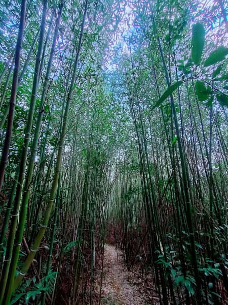 和美山登山步道、灣潭山 O 型1999018