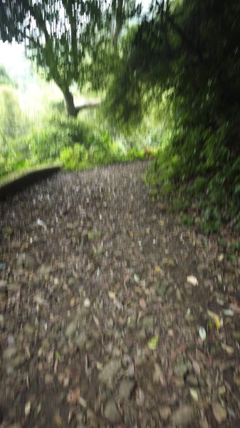 2025-0505 觀音山土路追桐花+牛港稜步道2781373