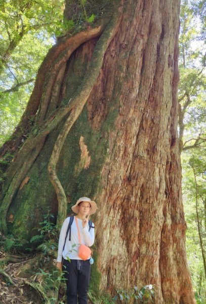 【中級山】插天山的奇幻世界，赫威山，赫威神木群步道2741300