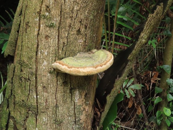 旱溪源頭自然生態區2878013