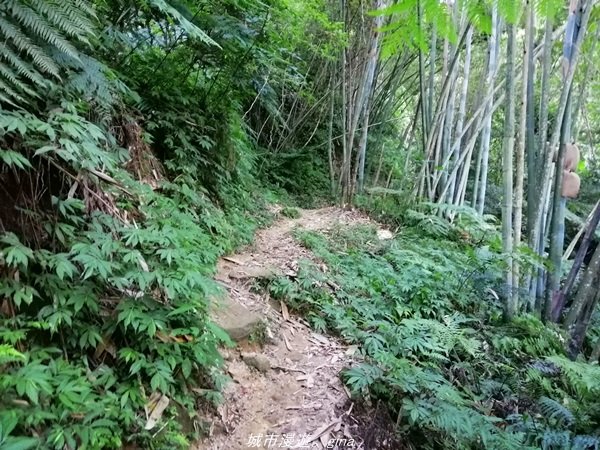 【新竹。關西】媲美高山美景。小百岳集起來。 編號25小百岳~石牛山步道1496850