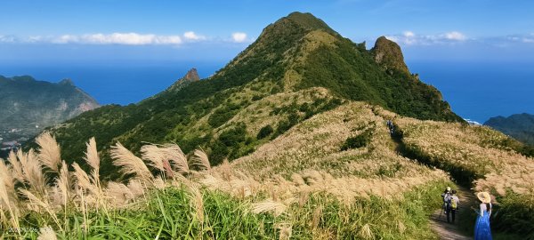 #半屏山 #芒花 11/262946026