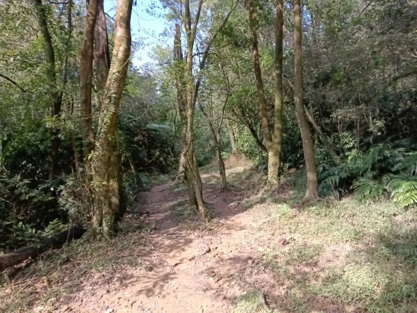 汐止區茄苳越嶺古道+上鹿窟崙山+九層坪山+四分尾山+大尖山8字走2981634