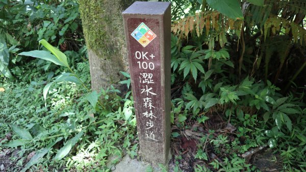 澀水森林步道登山健行趣(步道)2259810