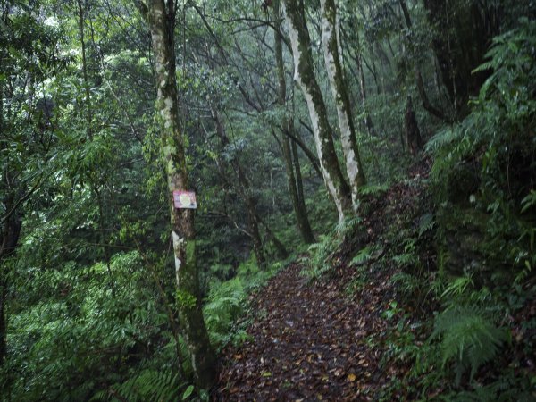 2025_0525 鎮西堡巨木群步道（B區）2797699