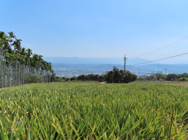 南投草尾嶺步道(賞血藤花)3031440