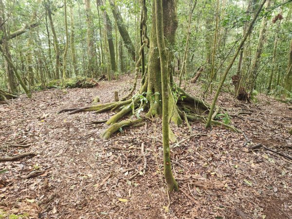 20260220板子寮山舊武界越山橫屏山O型3011648