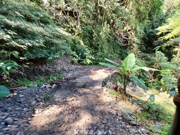 【台東。大武】一路搖晃碰碰車。小百岳集起來。  編號95小百岳-加奈美山步道1640908