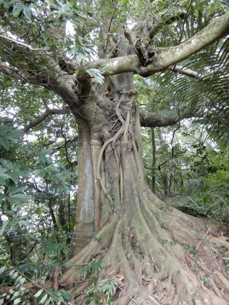 台北大縱走之福州山拇指山九五峰象山516826