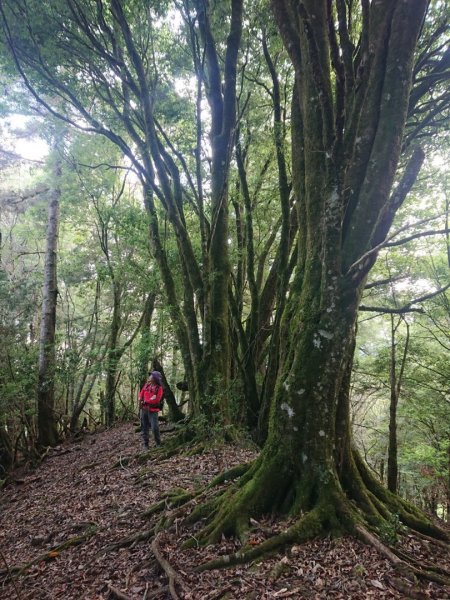 平多o走（平岩山，多加屯山，勝光山）1849577