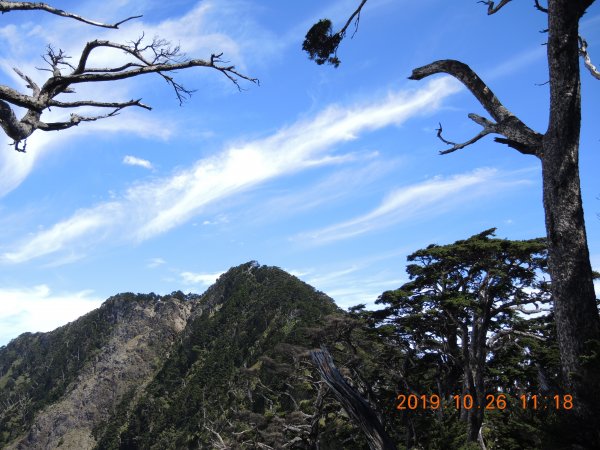 北大武山杜鵑林步道，喜多利斷崖及稜線鐵杉716730