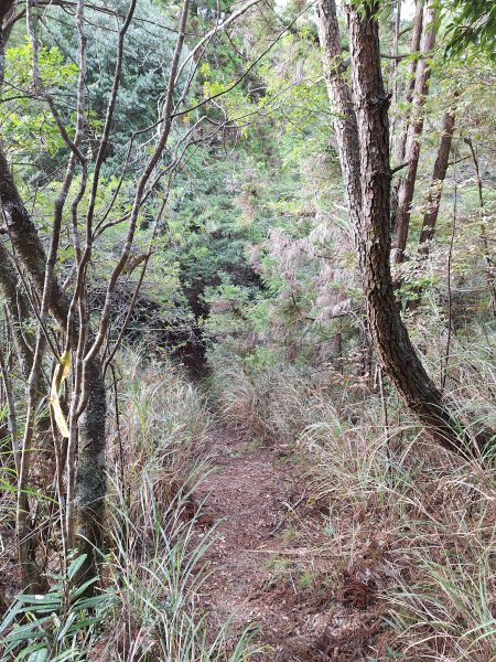 觀霧之榛山O型202411232653902