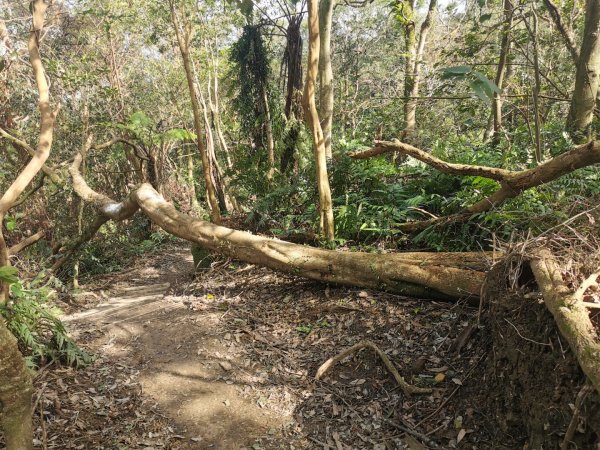 猴山岳萬壽路登山口-猴山岳-林家草厝-猴山岳山腰路-泰元農場 踽踽獨行2720833