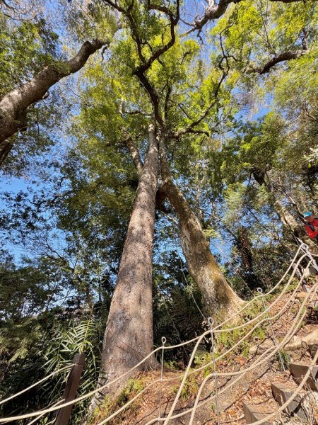 雪山坑登山步道尋巨人2978255