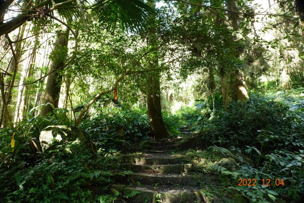 嘉義 竹崎 光崙山、摩天嶺1941071