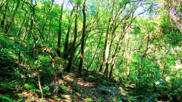 崩山坑越嶺內盤山2913780