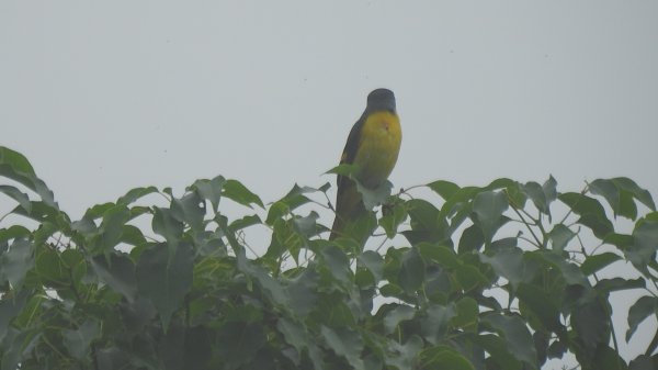 翡翠水庫壩頂 #火燒雲雲海 #日出雲海 #鱷魚島 #藍腹鷴 4/292773765