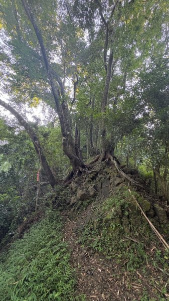 美濃雙溪樹木園（九芎林山2905622