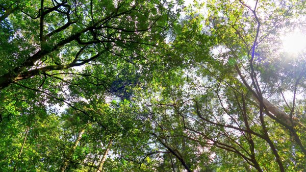 磐石嶺,鳥嘴尖,姜子寮山,姜子寮絕壁2863517